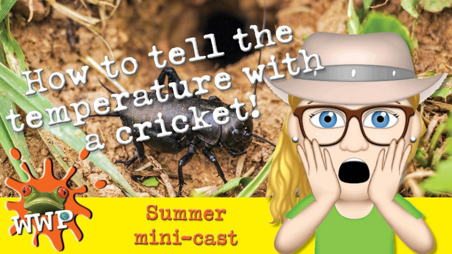 How to Tell the Temperature With a Cricket!